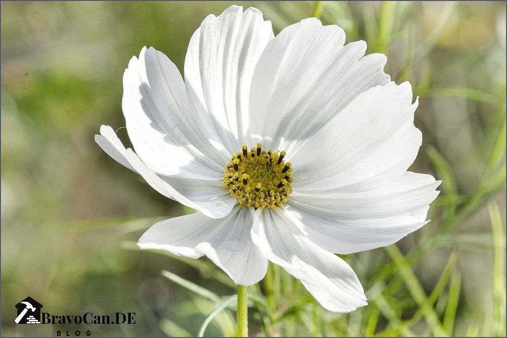 Cosmea im Kübel Tipps für die Pflege und Gestaltung