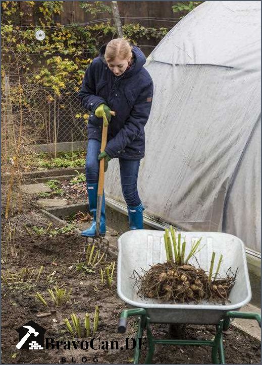 Dahlien überwintern ohne ausgraben - Tipps und Tricks Dahlien überwintern ohne ausgraben - Tipps und Tricks