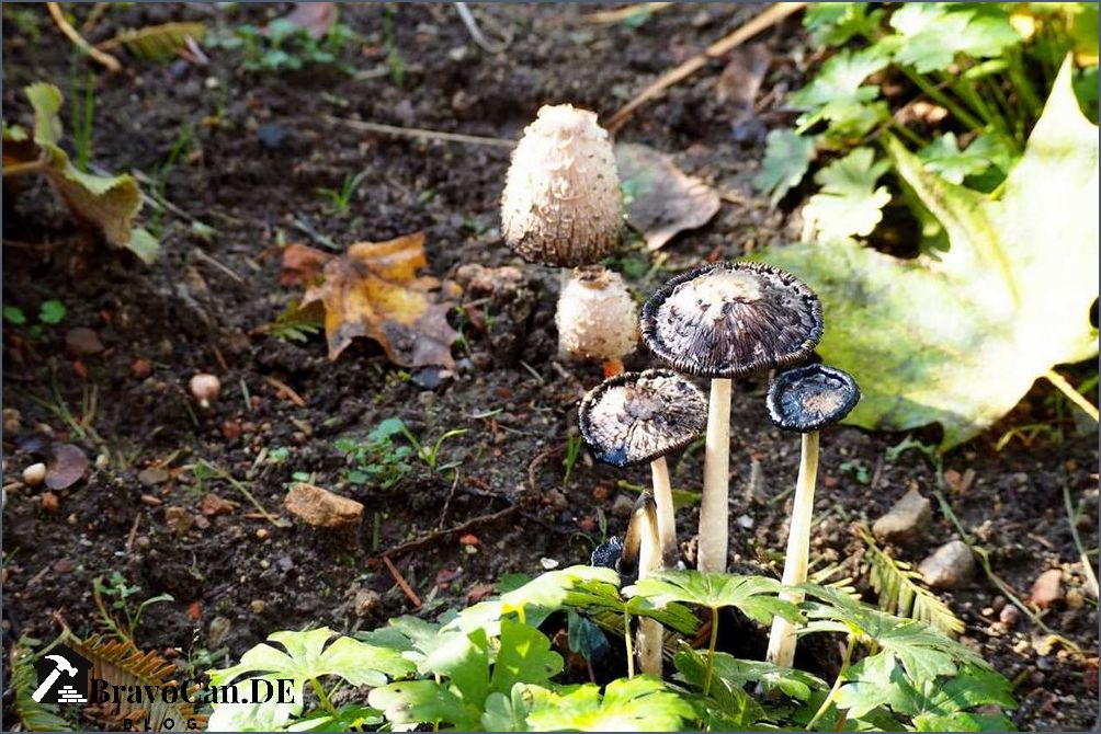 Pilze in Zimmerpflanzen Ursachen Symptome und Behandlung