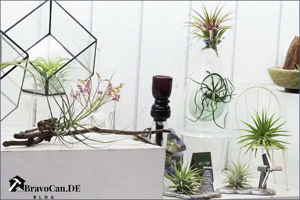 Tropische Zimmerpflanzen blühend Tipps und Empfehlungen für eine bunte Pflanzenvielfalt Tropische Zimmerpflanzen blühend Tipps und Empfehlungen für eine bunte Pflanzenvielfalt