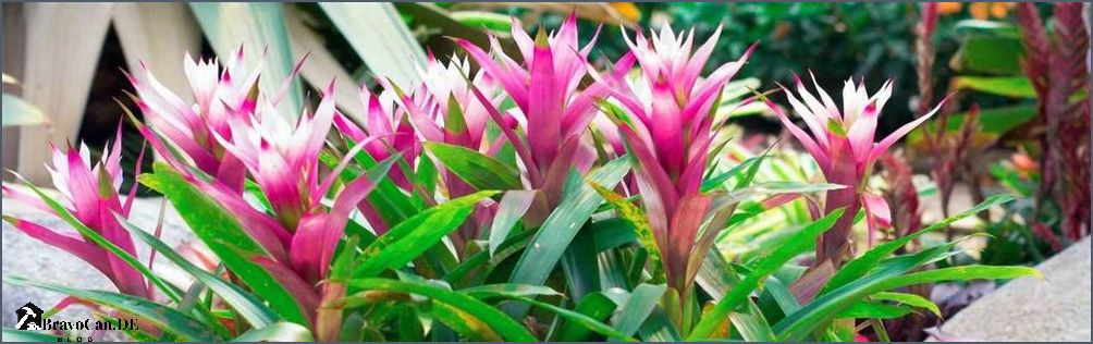 Tropische Zimmerpflanzen blühend Tipps und Empfehlungen für eine bunte Pflanzenvielfalt Tropische Zimmerpflanzen blühend Tipps und Empfehlungen für eine bunte Pflanzenvielfalt