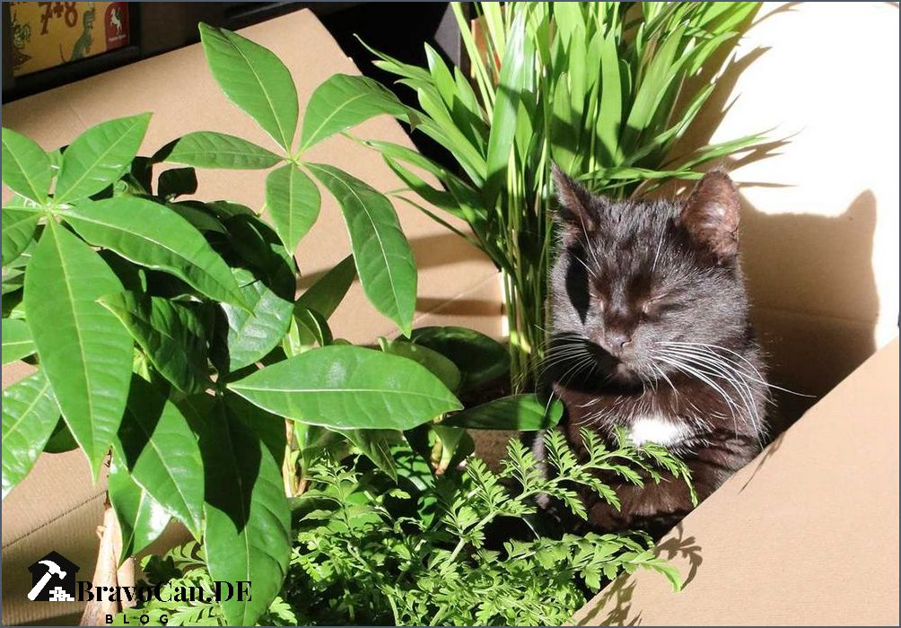 Ungiftige Zimmerpflanzen für Katzen Eine sichere Umgebung für Ihre Haustiere schaffen