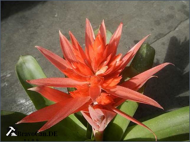 Zimmerpflanzen mit orangen Blüten - Eine farbenfrohe Ergänzung für Ihr Zuhause Zimmerpflanzen mit orangen Blüten - Eine farbenfrohe Ergänzung für Ihr Zuhause