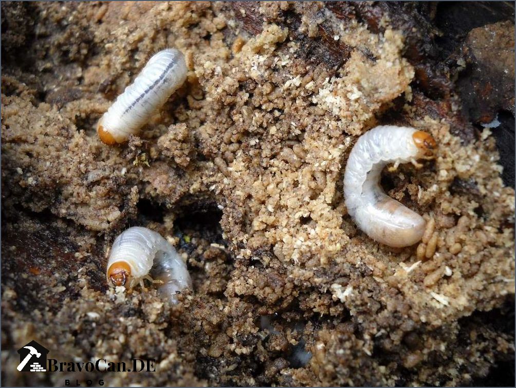 Dicke weiße Raupen Alles was Sie über diese Insekten wissen müssen Dicke weiße Raupen Alles was Sie über diese Insekten wissen müssen