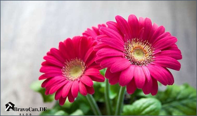 Die schönsten Namen für rosa Blumen Die schönsten Namen für rosa Blumen