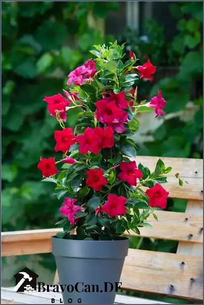 Dipladenia blüht nicht - Gründe und Lösungen Dipladenia blüht nicht - Gründe und Lösungen