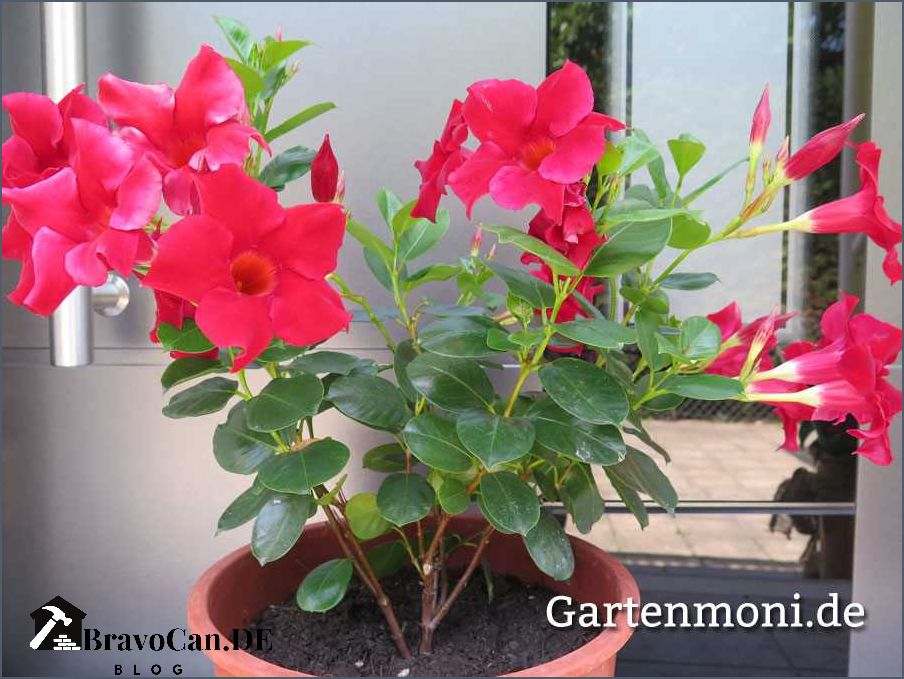 Dipladenia Nachttemperaturen und wie sie zu bewältigen sind