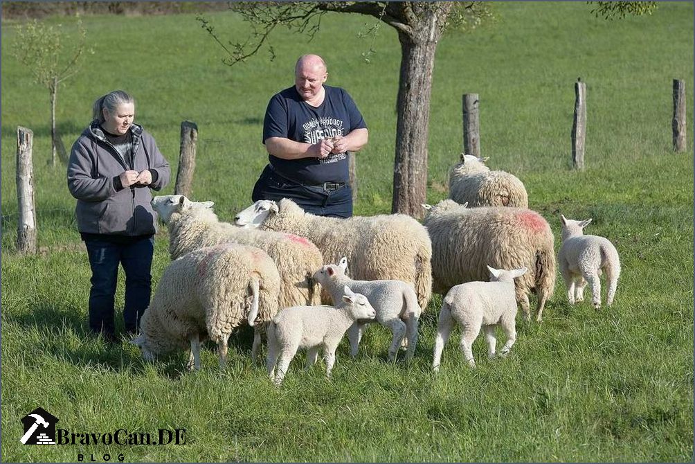 E-Herde Dose Elektronische Schafherde für effiziente Landwirtschaft