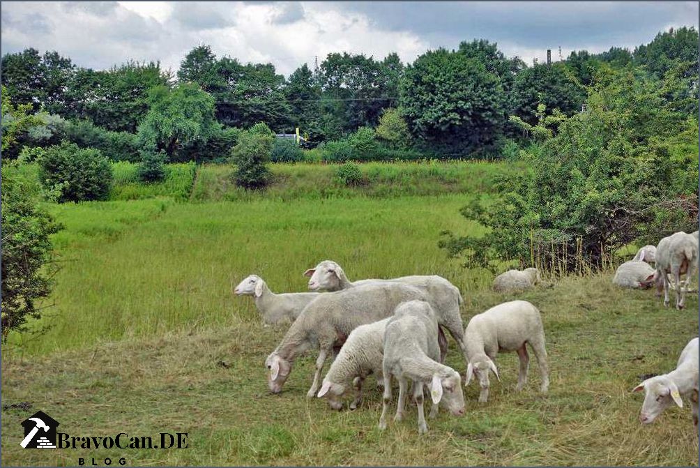 E-Herde Dose Elektronische Schafherde für effiziente Landwirtschaft