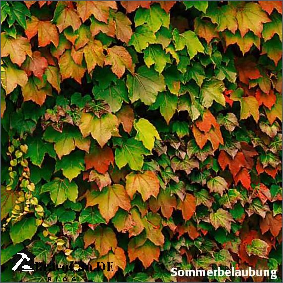 Echter wilder Wein Alles was du über diesen beliebten Kletterstrauch wissen musst Echter wilder Wein Alles was du über diesen beliebten Kletterstrauch wissen musst