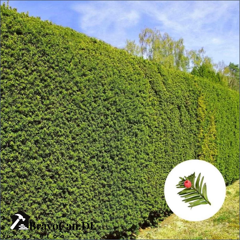 Eibe als Hecke Alles was Sie über Eibenhecken wissen müssen Eibe als Hecke Alles was Sie über Eibenhecken wissen müssen