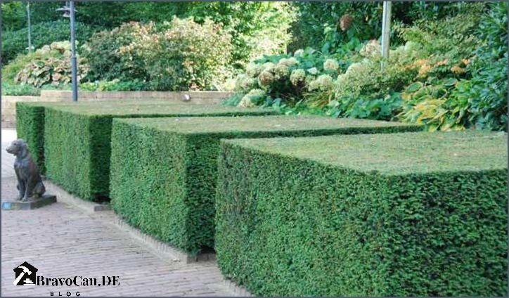 Eibe als Hecke Alles was Sie über Eibenhecken wissen müssen Eibe als Hecke Alles was Sie über Eibenhecken wissen müssen