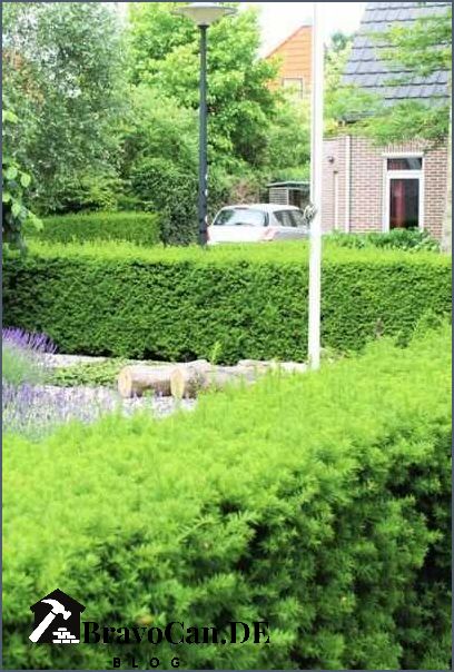Eibe als Hecke Alles was Sie über Eibenhecken wissen müssen Eibe als Hecke Alles was Sie über Eibenhecken wissen müssen