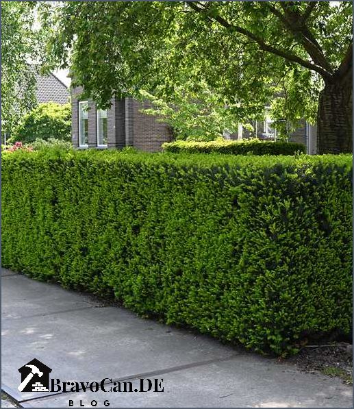 Eibe als Hecke Alles was Sie über Eibenhecken wissen müssen Eibe als Hecke Alles was Sie über Eibenhecken wissen müssen