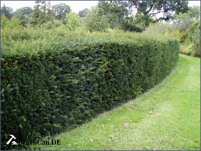 Eibe als Hecke Alles was Sie über Eibenhecken wissen müssen Eibe als Hecke Alles was Sie über Eibenhecken wissen müssen