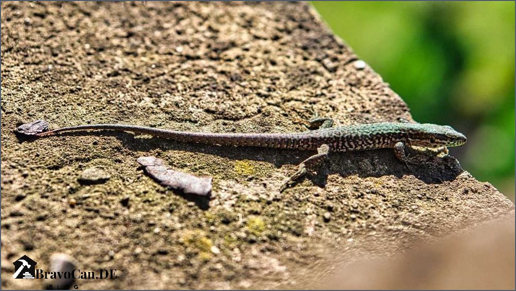 Eidechsen im Garten Tipps für eine natürliche und artgerechte Umgebung