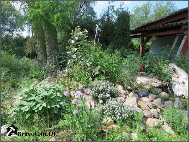 Eidechsen im Garten Tipps für eine natürliche und artgerechte Umgebung