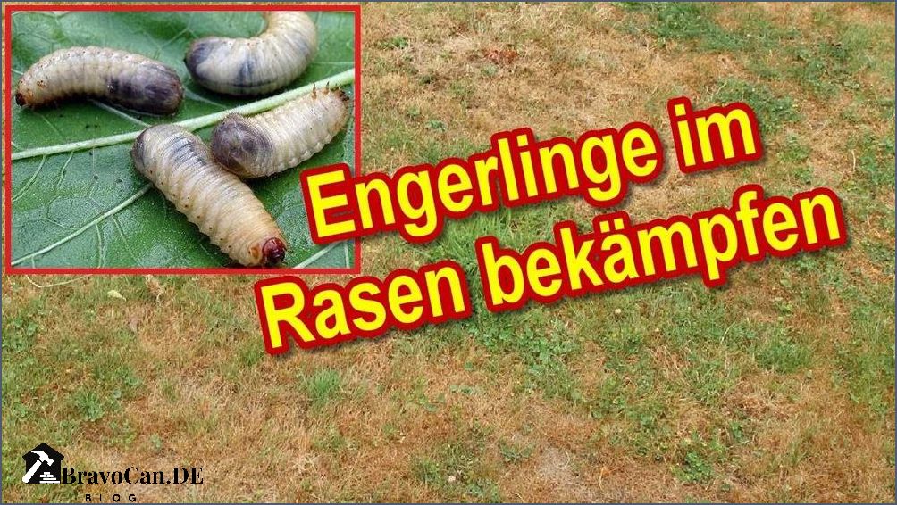 Engerlinge im Rasen Ursachen Schäden und Bekämpfung Engerlinge im Rasen Ursachen Schäden und Bekämpfung