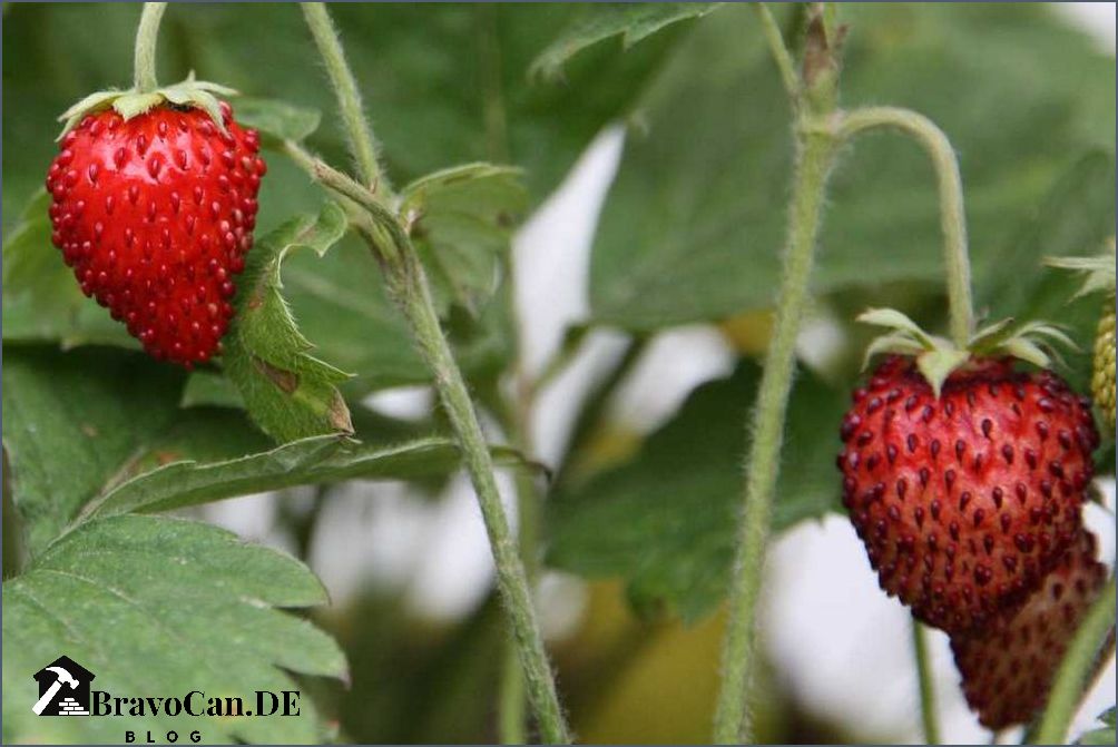 Erdbeere rote Blätter Ursachen und Lösungen