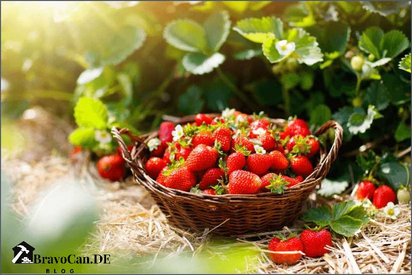 Erdbeeren im Topf überwintern - Tipps und Tricks Erdbeeren im Topf überwintern - Tipps und Tricks