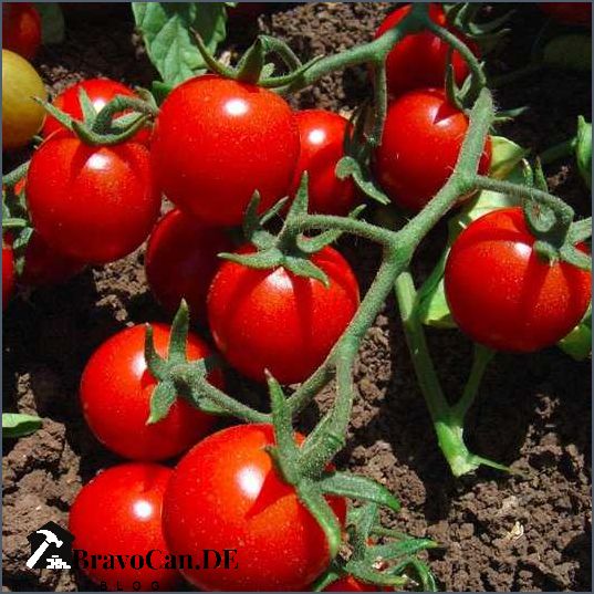Erde für Tomaten vorbereiten Tipps und Tricks für erfolgreiches Wachstum