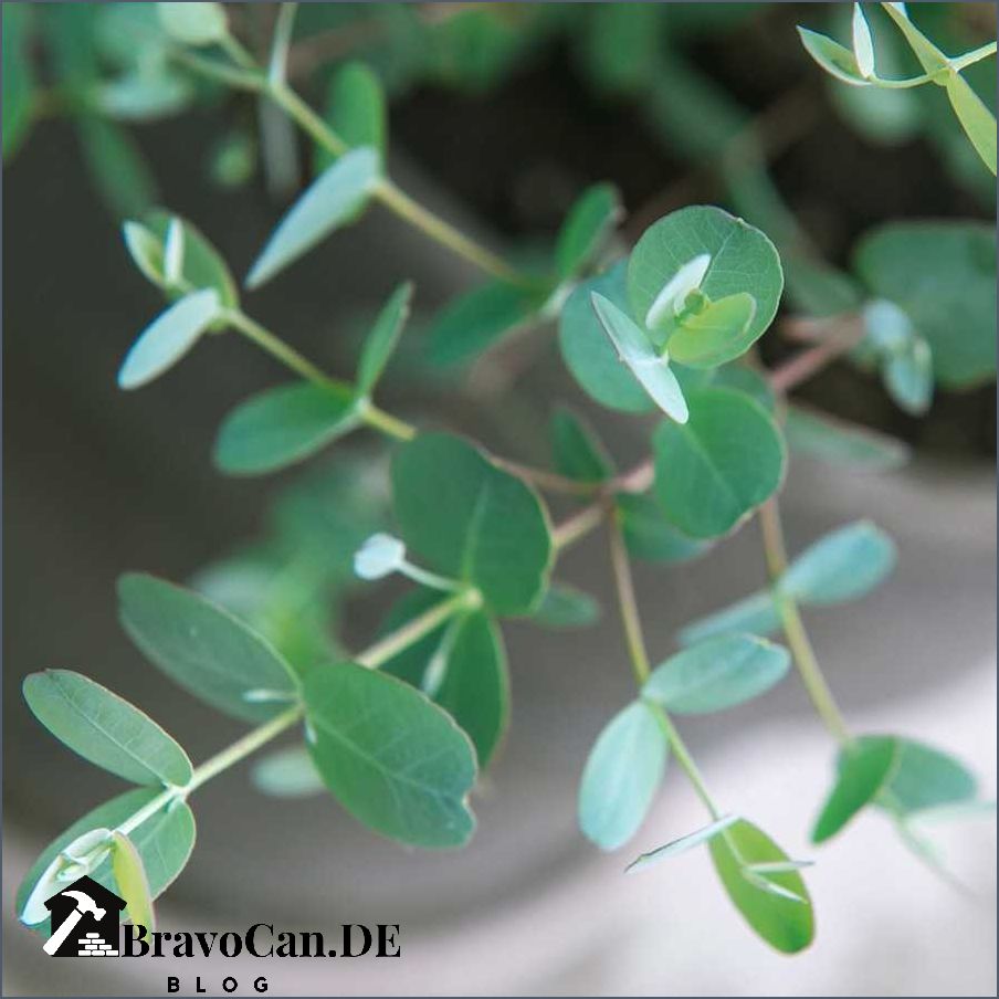 Eukalyptus braune Blätter Ursachen Behandlung und Vorbeugung Eukalyptus braune Blätter Ursachen Behandlung und Vorbeugung