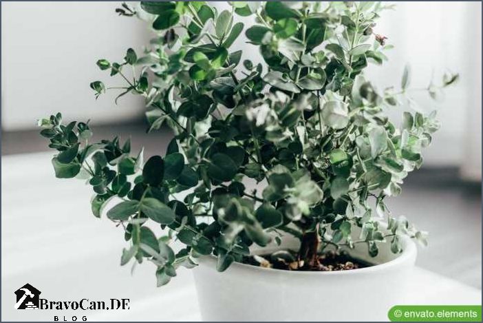 Eukalyptus gelbe Blätter Ursachen Symptome und Lösungen Eukalyptus gelbe Blätter Ursachen Symptome und Lösungen
