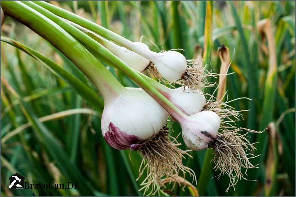 Eukalyptus selber ziehen Tipps und Tricks für den eigenen Anbau Eukalyptus selber ziehen Tipps und Tricks für den eigenen Anbau