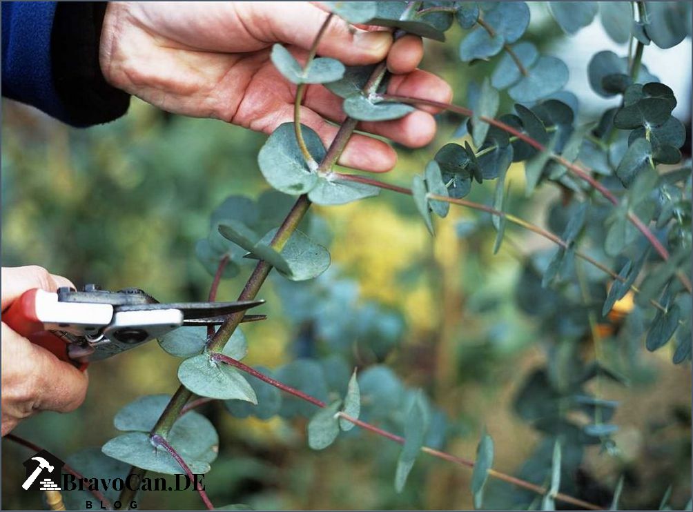 Eukalyptus selber ziehen Tipps und Tricks für den eigenen Anbau Eukalyptus selber ziehen Tipps und Tricks für den eigenen Anbau