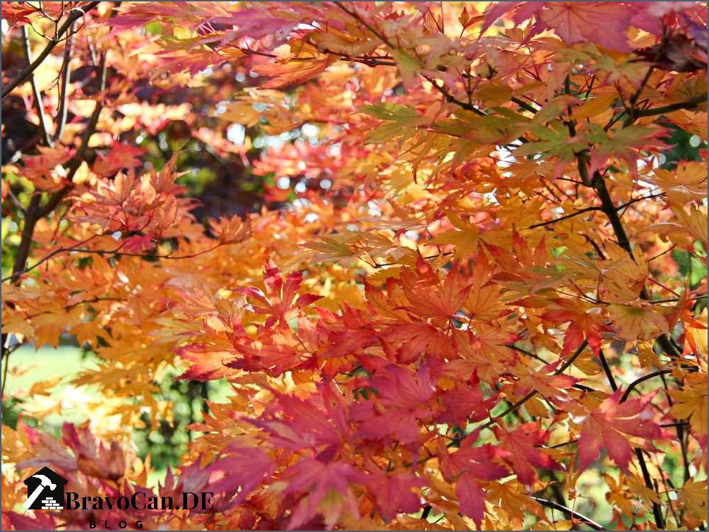 Fächerahorn orange dream Ein Blickfang in jedem Garten
