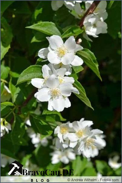 Falscher Jasmin schneiden Tipps und Anleitung