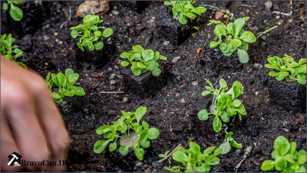 Feldsalat im Hochbeet Tipps für den Anbau von Feldsalat im Garten Feldsalat im Hochbeet Tipps für den Anbau von Feldsalat im Garten