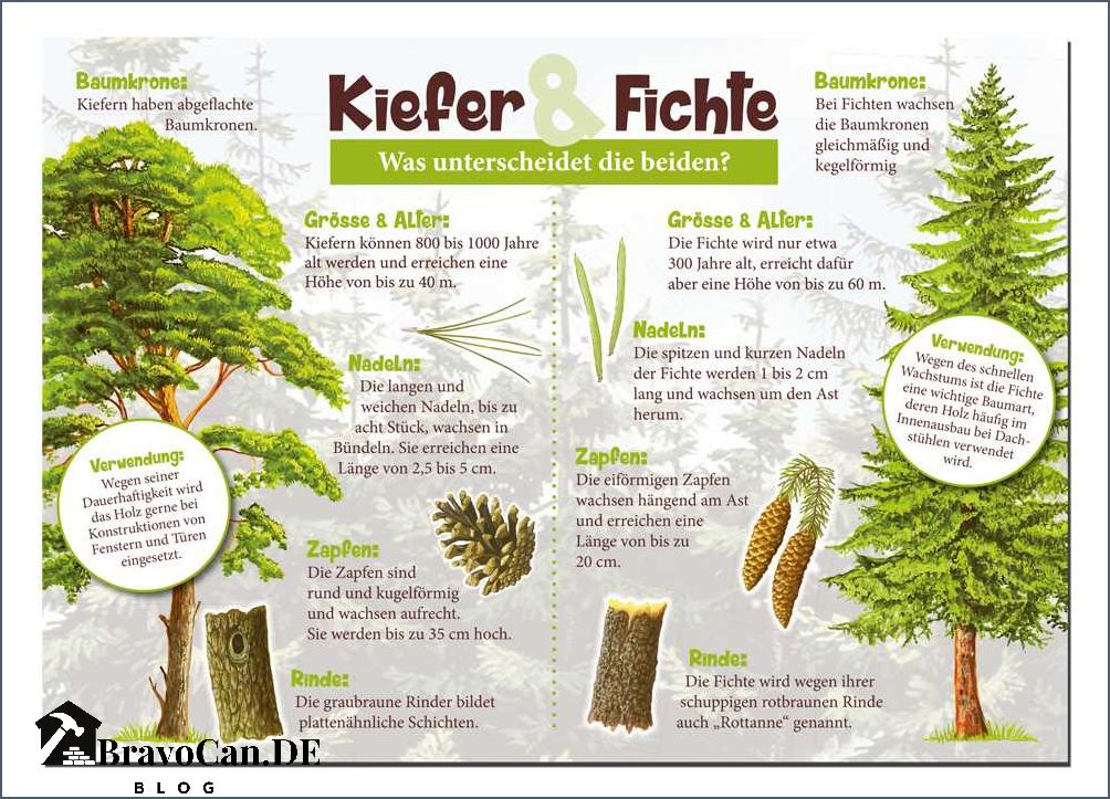 Fichte oder Kiefer Unterschiede Eigenschaften und Verwendung Fichte oder Kiefer Unterschiede Eigenschaften und Verwendung