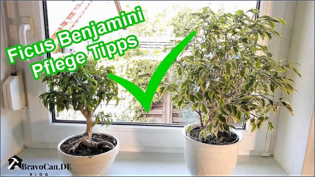 Ficus Benjamini Pflege Tipps zur richtigen Pflege