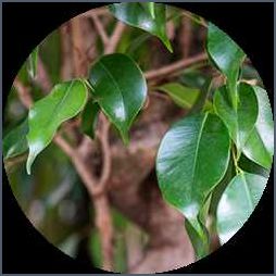 Ficus Benjamini Pflege Tipps zur richtigen Pflege