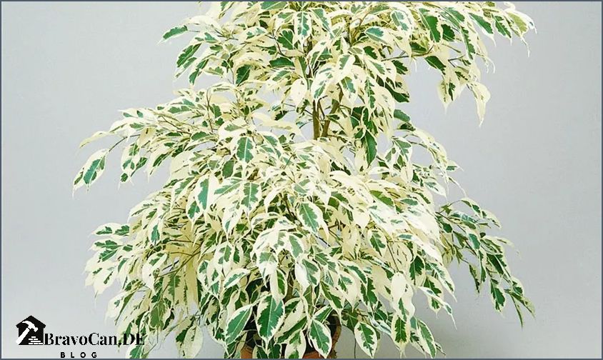 Ficus Benjamini Pflege Tipps zur richtigen Pflege