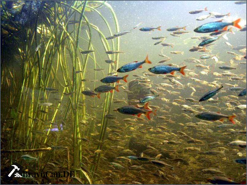 Fische für den Teich Eine Anleitung für die Auswahl und Pflege