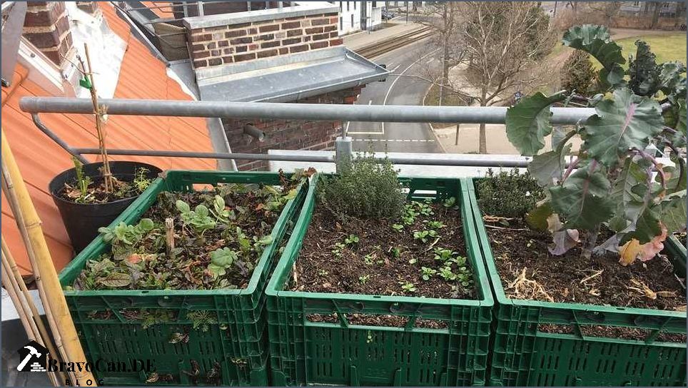 Flachwurzler Gemüse Balkon Tipps für den Anbau von flachwurzelndem Gemüse auf dem Balkon