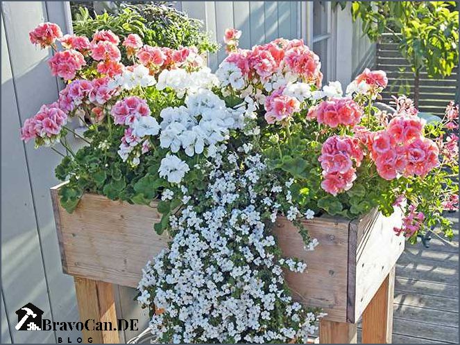 Frühlingsblumen Blumenkästen bepflanzen - Ideen für den Frühling