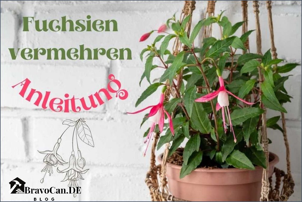 Fuchsien überwintern zurückschneiden - Tipps und Anleitung
