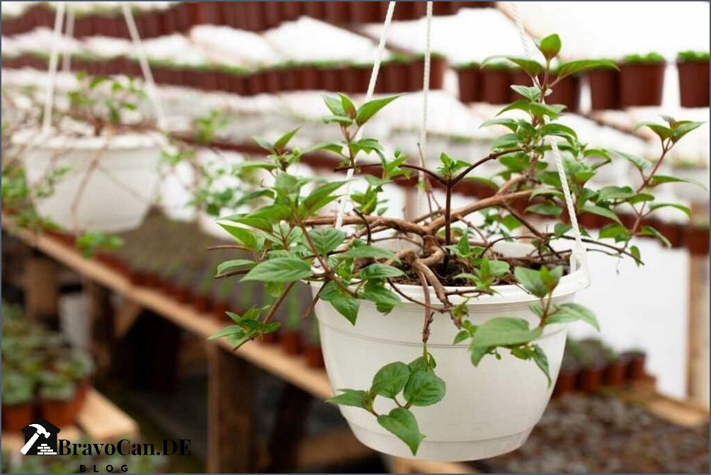 Fuchsien überwintern zurückschneiden - Tipps und Anleitung
