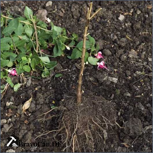 Fuchsien überwintern zurückschneiden - Tipps und Anleitung