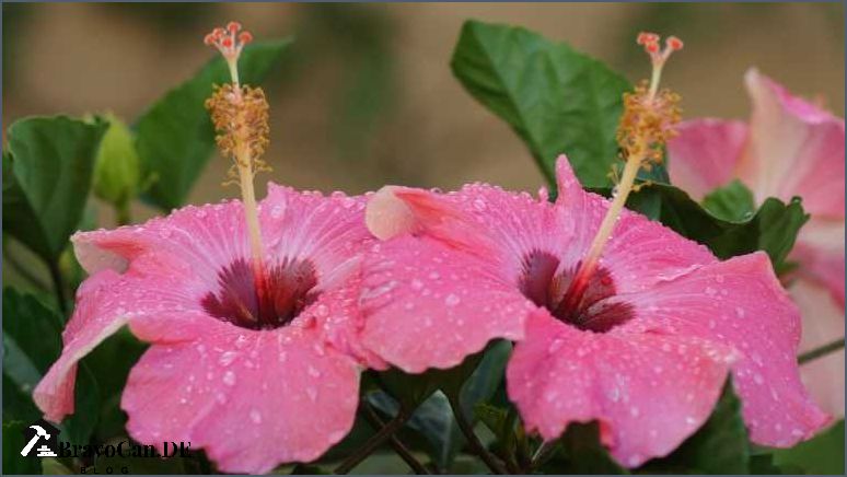 Gartenhibiskus im Kübel Tipps und Tricks für eine erfolgreiche Kultivierung Gartenhibiskus im Kübel Tipps und Tricks für eine erfolgreiche Kultivierung