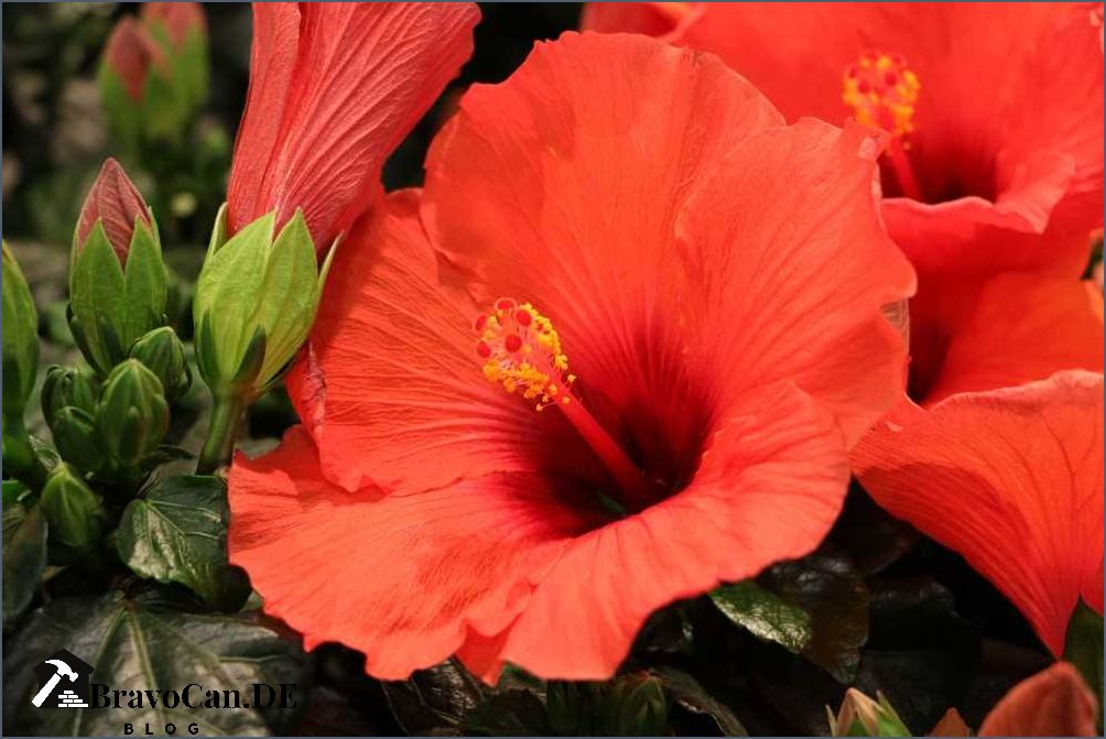 Gartenhibiskus im Kübel Tipps und Tricks für eine erfolgreiche Kultivierung Gartenhibiskus im Kübel Tipps und Tricks für eine erfolgreiche Kultivierung