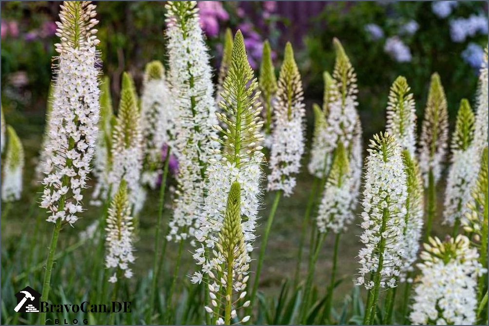 Gartenpflanze mit weißen Blüten Die schönsten Pflanzen für den Garten