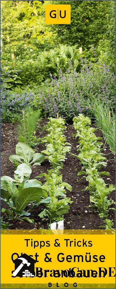 Gemüse selbst anbauen Tipps und Tricks für den eigenen Garten Gemüse selbst anbauen Tipps und Tricks für den eigenen Garten