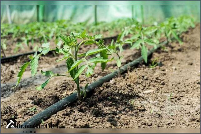 Bewässerungssystem Garten selber bauen ohne Strom - Tipps und Anleitungen Bewässerungssystem Garten selber bauen ohne Strom - Tipps und Anleitungen
