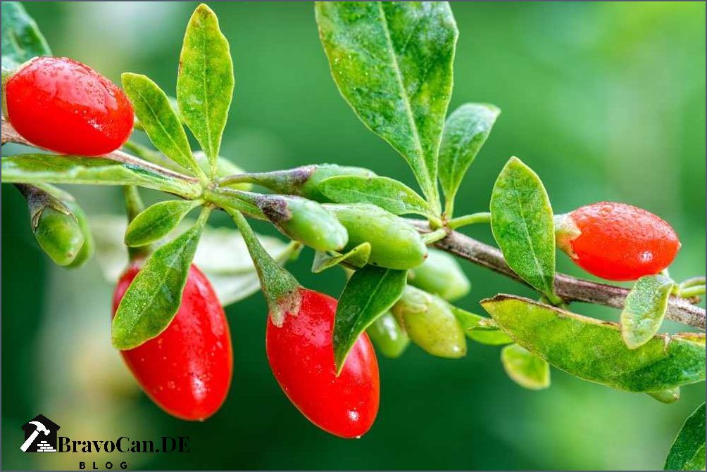 Goji Beeren pflanzen - Tipps und Anleitung für den Anbau von Goji Beeren