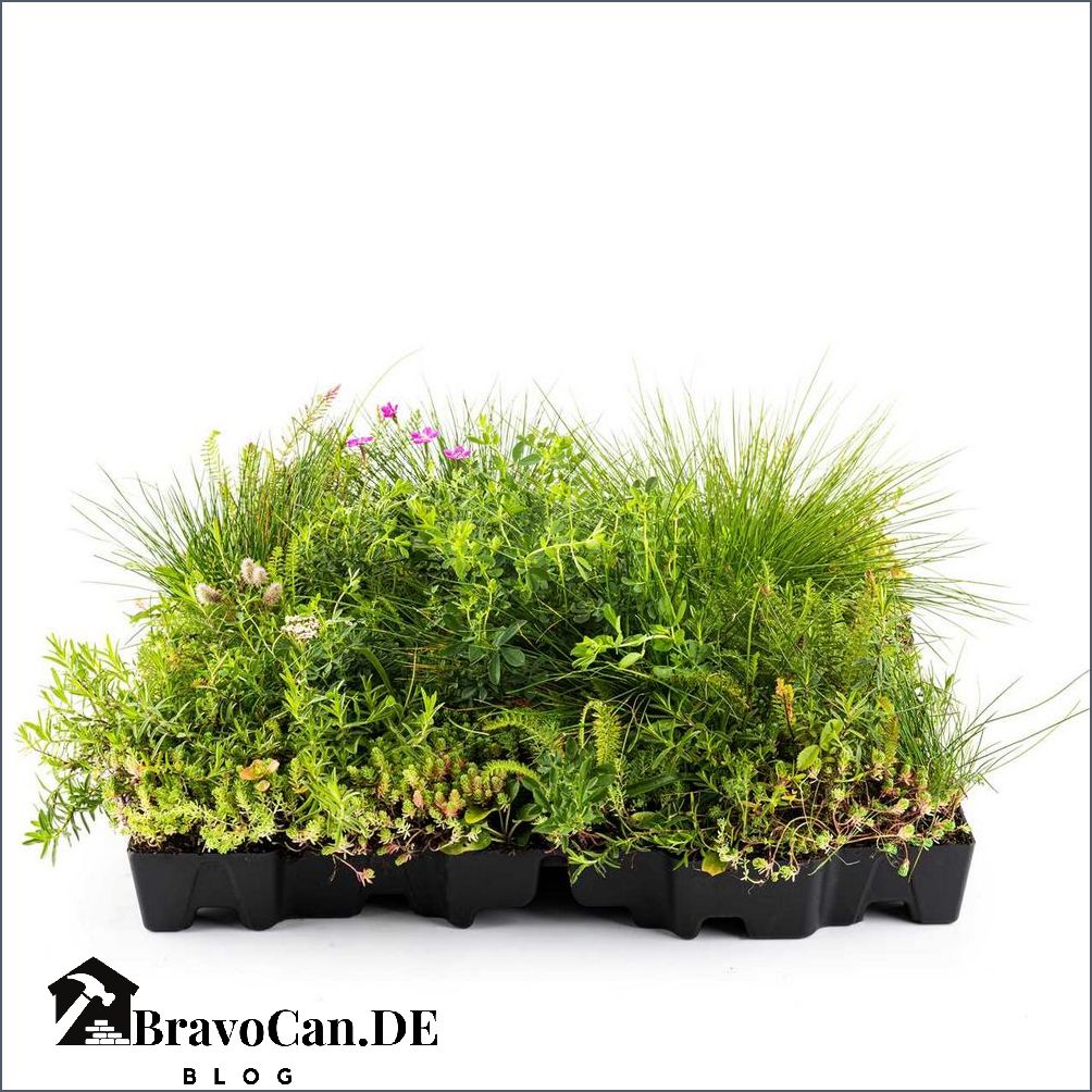 Gründach Detailmaße Alles was Sie wissen müssen
