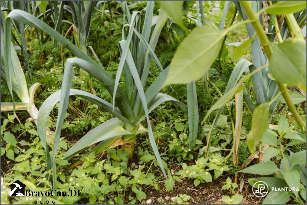 Grüne in Halmen wachsende Pflanzen Eine Anleitung zum Anbau von grünen Pflanzen in Ihrem Zuhause
